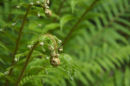Fern